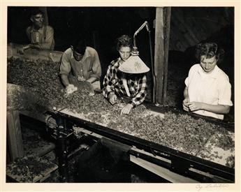 (KELP) Group of 26 well composed presentation photographs documenting the cultivation and harvesting of sea moss for Marine Growths I